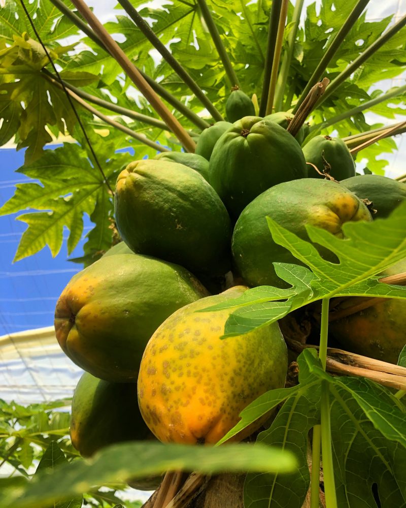 arbol de papaya