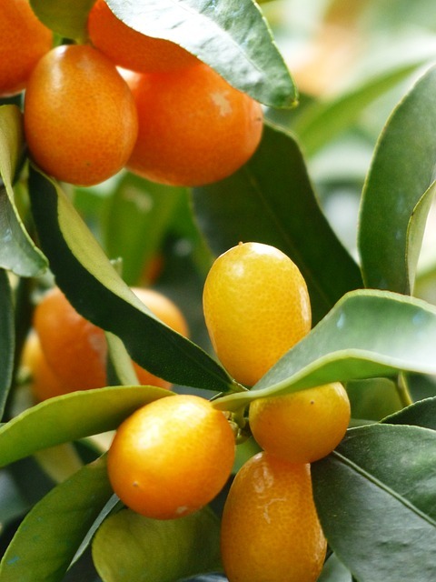 El kumquat es una fruta tropical que ayuda la la depuración y limpieza del organismo